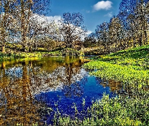 Rzeka, Wiosna, Szuwary, Drzewa