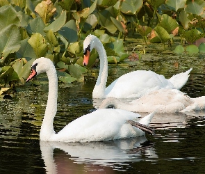 Łabędzie, Liście, Woda