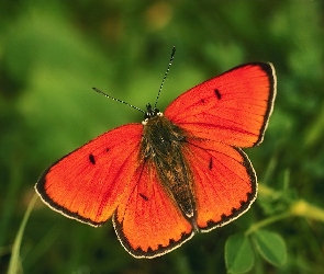 Pomarańczowy, Motyl
