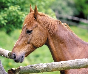 Konik, Płotek