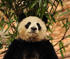 Listki, Gałęzie, Miś, Panda