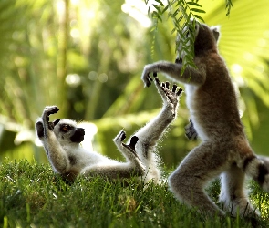 Zabawa, Lemury