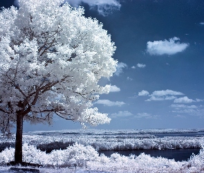 Drzewo, Jeziora, Białe