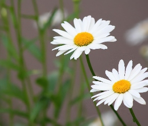 Dwie, Margerytki, Łodyżki