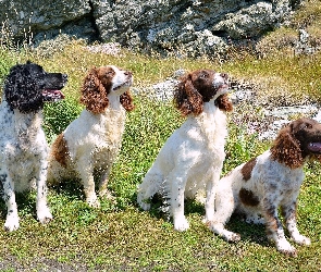 Cztery, Spaniele, Łąka