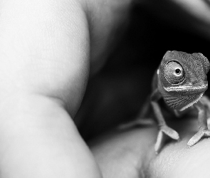 Mały, Kameleon, Dłoń