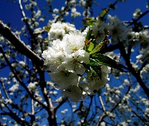 Wiosna, Jabłoń, Kwitnąca