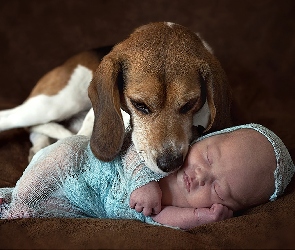 Pies, Beagle, Niemowlę