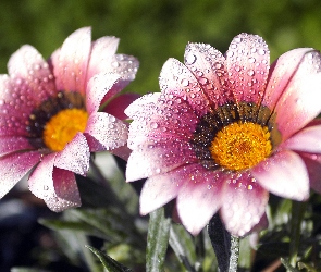 Gerbera