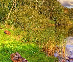 Lato, Łąka, Las, Jezioro