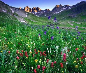 Góry, Kwiaty, Kolorowe, Łąka