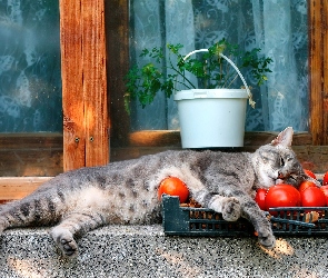 Kotek, Pomidory, Śpiący
