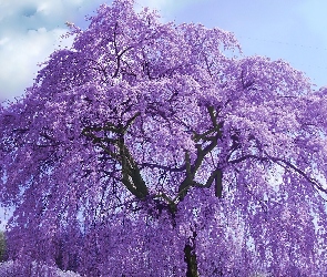 Fioletowe, Drzewo, Kwitnące