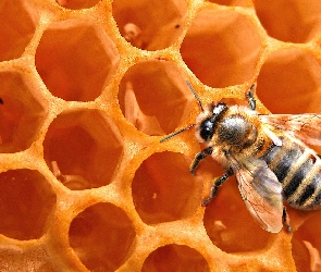 Pszczoła, Miód, Plaster