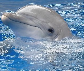 Uśmiechnięty, Woda, Delfin