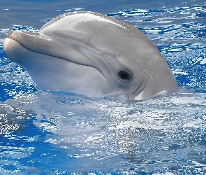 Delfin, Woda, Uśmiechnięty