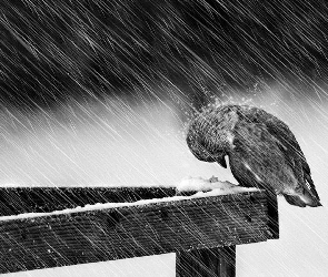 Deszcz, Ptak