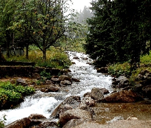 Rzeka, Kamienie, Las