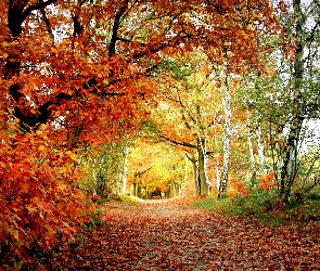 Las, Scieżka, Drzewa, Jesień