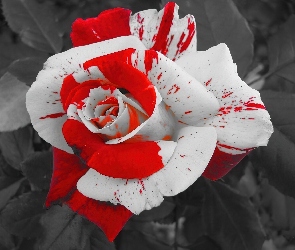 Biało, Róża, Czerwona