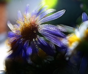 Polne, Fractalius, Kwiaty