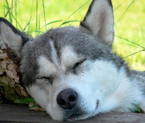 Husky, Sen, Siberian