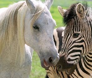 Biały, Przyjaźń, Zebra, Koń