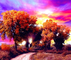 Drzewa, Jesień, Niebo, Kolorowe