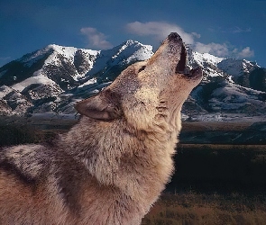 Wilk, Góry