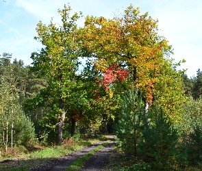 Leśna, Dęby, Kolorowe, Jesienne, Droga