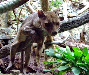 Zoo, Fossa