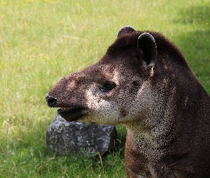 Tapir