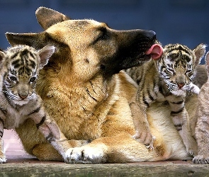 Pies, Tygryski, Małe