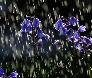 Deszcz, Dzwoneczki, Kwiatuszki, Niebieskie