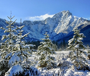 Góry, Zima, Świerki, Las