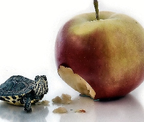 Jabłko, Posiłek, Żółw