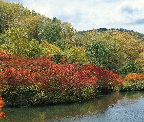Jesień, Drzewa, Jezioro, Kolorowe