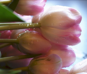 Tulipanów, Rosa, Wiązanka