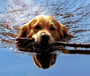 Pies, Woda, Aportowanie