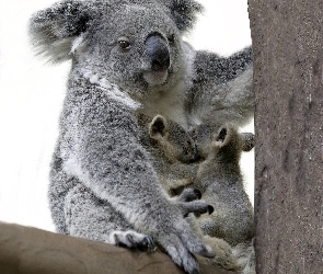 Młode, Drzewo, Koala