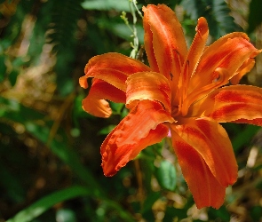 Lilia, Pomarańczowa