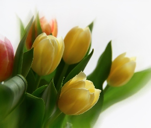 Żółte, Tulipany, Czerwone