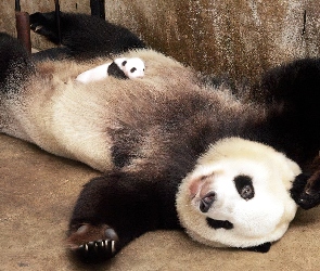 Panda, Małe, Mama