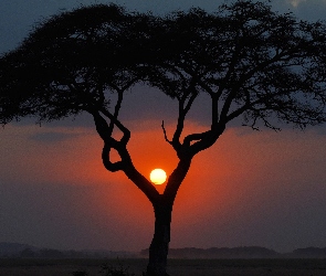 Słońce, Drzewo
