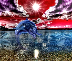 Delfin, Art, Słońca, Zachód
