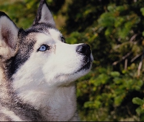 Oczy, Niebieskie, Siberian, Husky