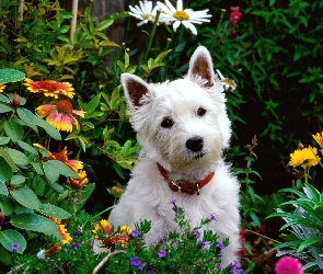 Pies, Ogród, Kwiatki, West highland white terrier, Biały