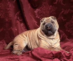 Purpurowe, Kotary, Shar Pei