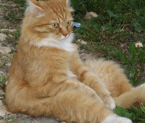 Rudy, Kot, Siedzący
