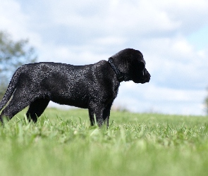 Trawa, Retriever, Czarny, Labrador